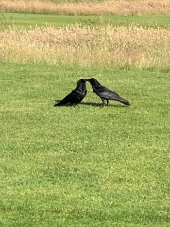 Vogelhochzeit neu2