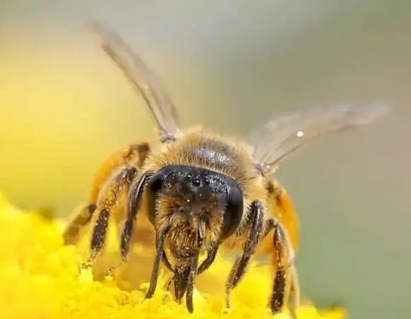 wild bee 1340707 1280 1030x562